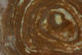 Polished Stromatolite (Gongylina) Slab - Billion Years #180065-1